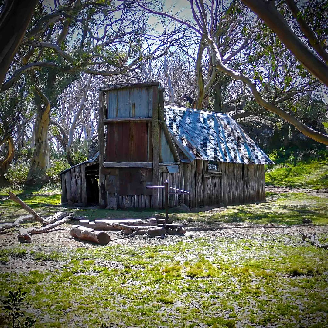Found in the Bush