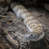 Reptiles and Amphibians
